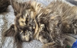 Ragdoll cats for sale: Ragdoll Siberian Kittens in London - Image 2
