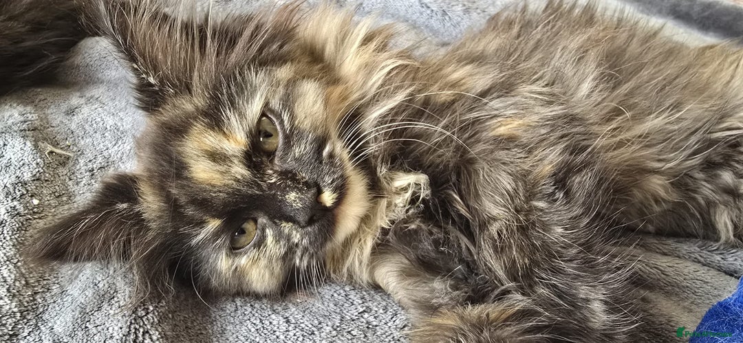 Ragdoll cats for sale: Ragdoll Siberian Kittens in London - Image 2