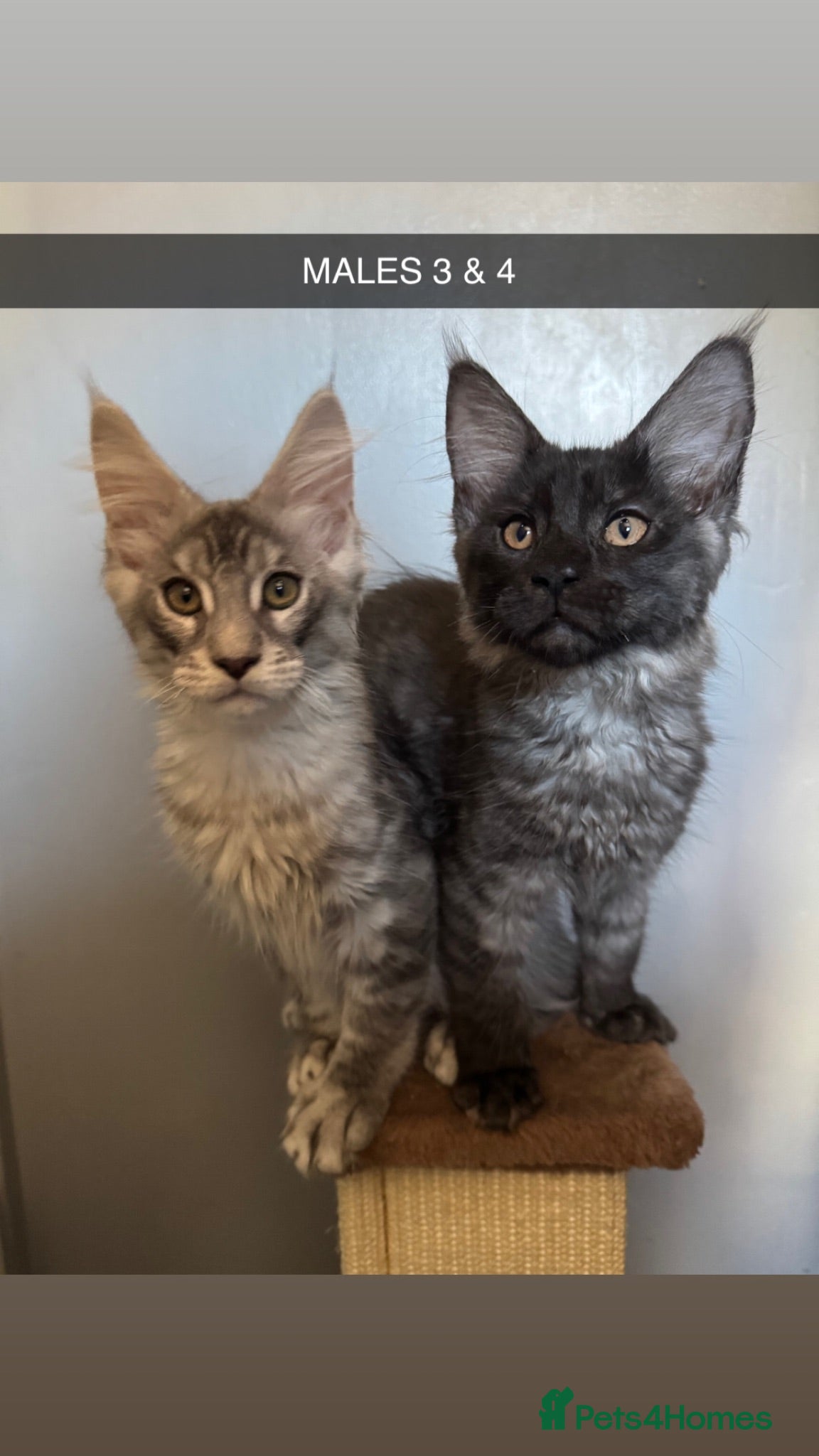Maine Coon cats 4x maine coons for sale - Advert 1