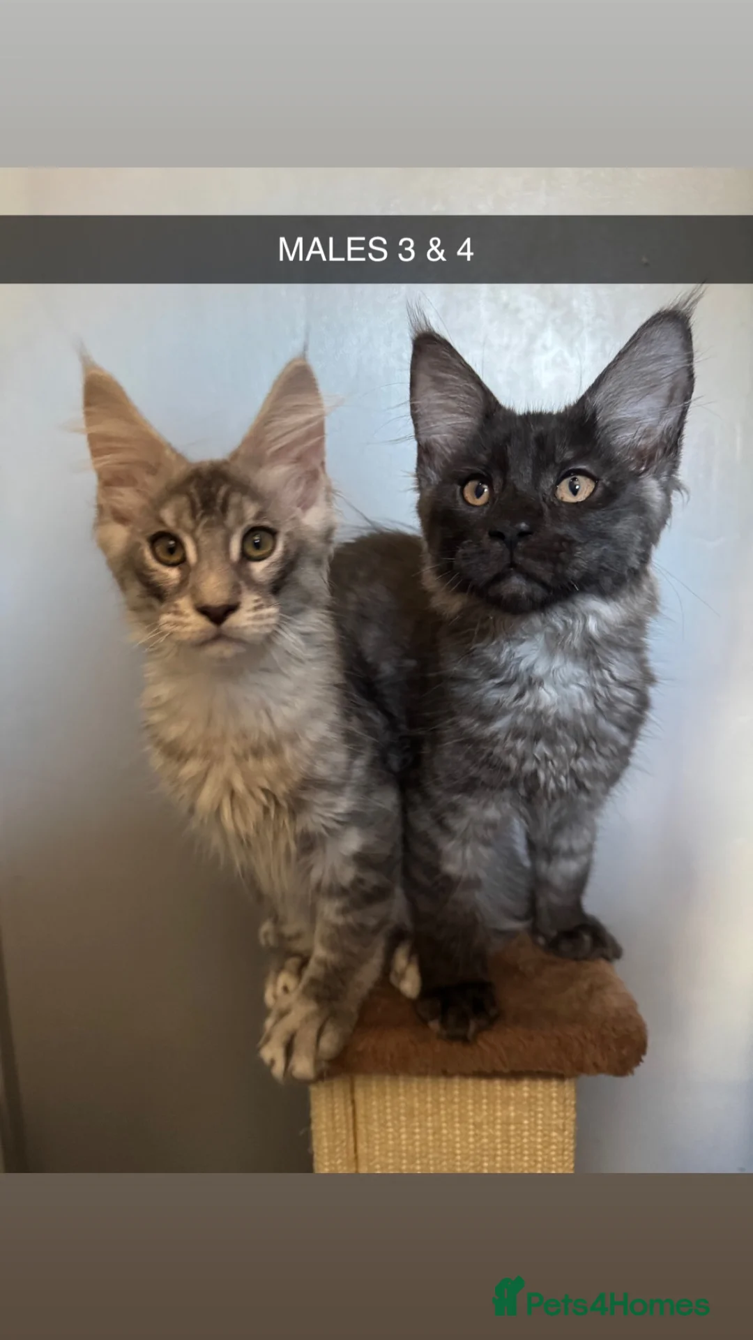 Maine Coon cats for sale: 4x maine coons for sale in Ashton-under-Lyne - Advert 1