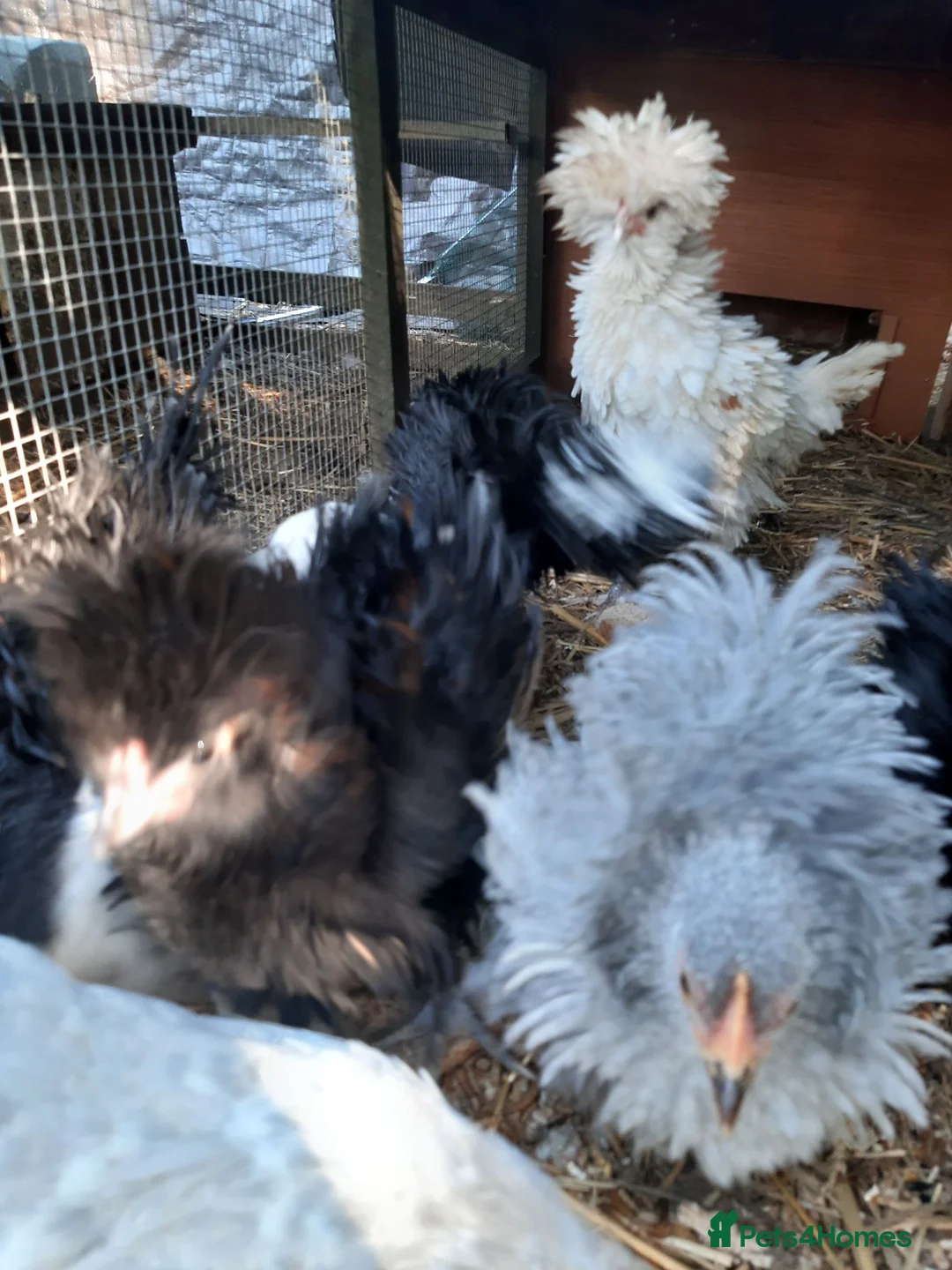 Chickens poultry for sale: Young Polish hens - Advert 2