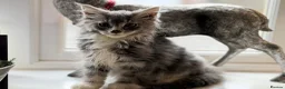Maine Coon cats for sale: Stunning Gccf reg maine coon kittens  - Advert 20