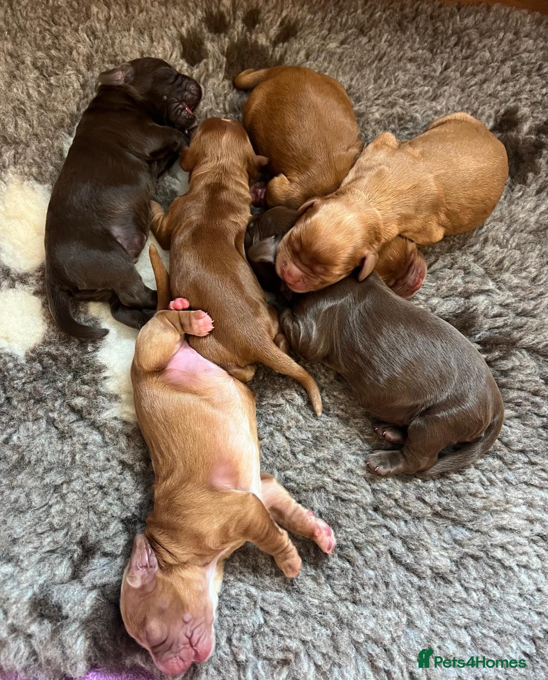 Cocker Spaniel dogs for sale: 🐶🐶🐶6 STUNNING WORKING COCKER SPANIELS🐶🐶🐶 - Image 1