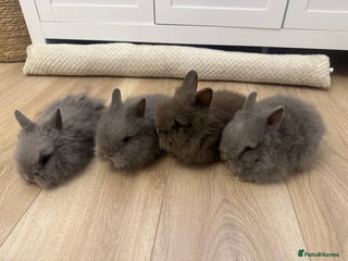 Lionhead rabbits 4 Gorgeous Fluffy Double Maned Lionheads - Advert 20