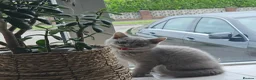 British Shorthair cats for sale: GCCF lilac boy ready to leave - Advert 9