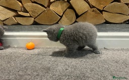 British Shorthair cats for sale: Pedigree Blue British Shorthair 💙💙💙💗💗💗💗 - Image 12