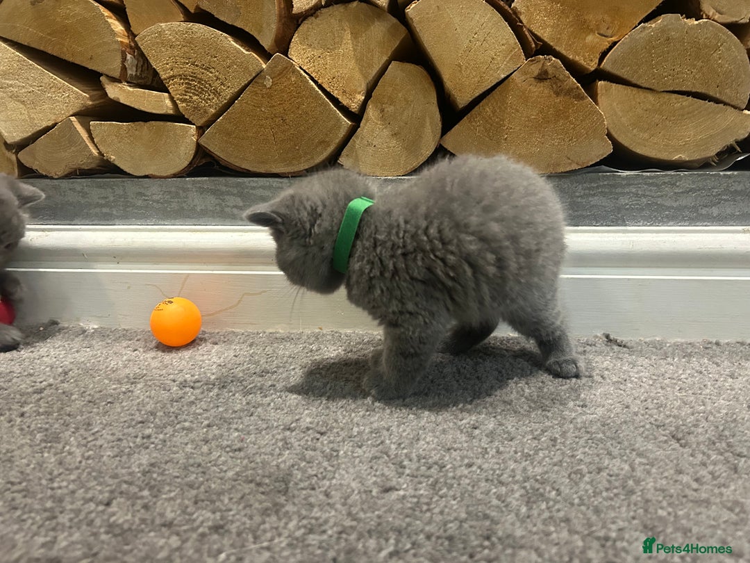 British Shorthair cats for sale: Pedigree Blue British Shorthair 💙💙💙💗💗💗💗 - Image 12