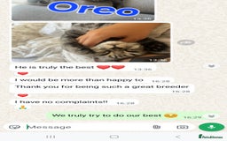 British Shorthair cats for sale: Your Furry Fantasy Awaits! - Image 39