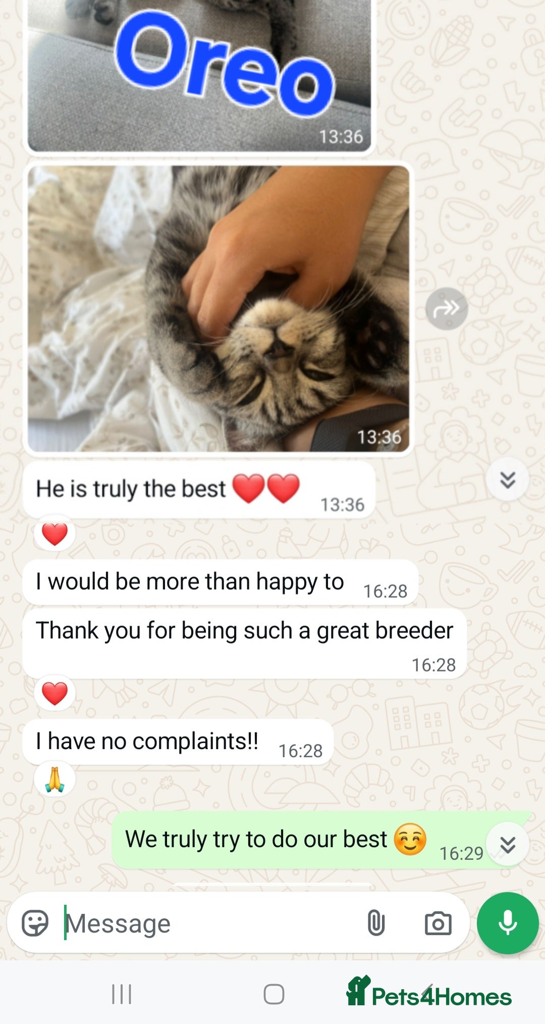 British Shorthair cats for sale: Your Furry Fantasy Awaits! - Image 39