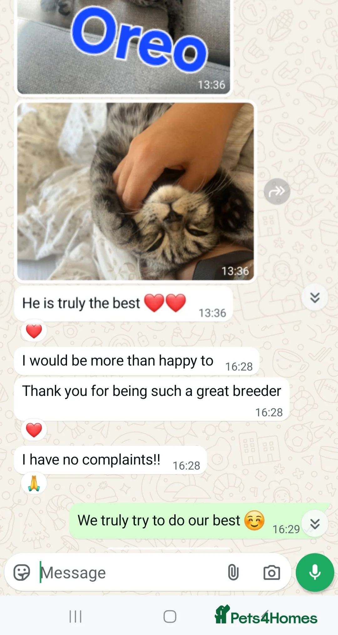 British Shorthair cats for sale: Your Furry Fantasy Awaits! - Advert 38