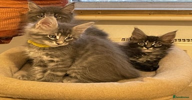 Maine Coon cats - Advert 13