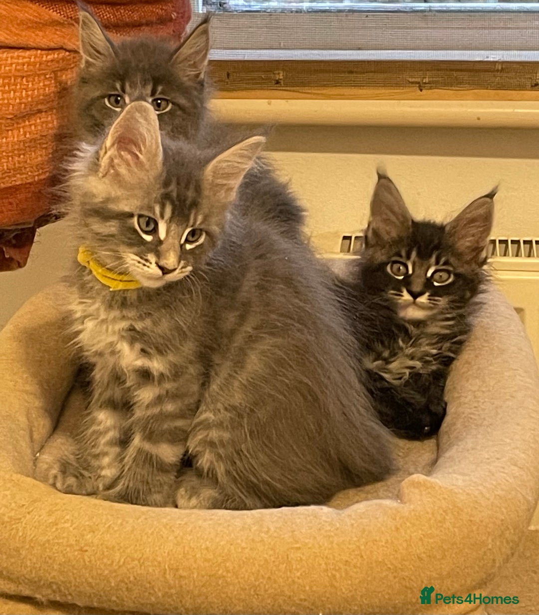 Maine Coon cats for sale: GCCF registered Maine Coon kittens  - Image 3