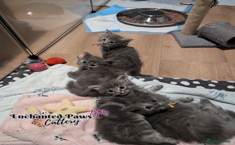 Ragcoon cats - Advert 1
