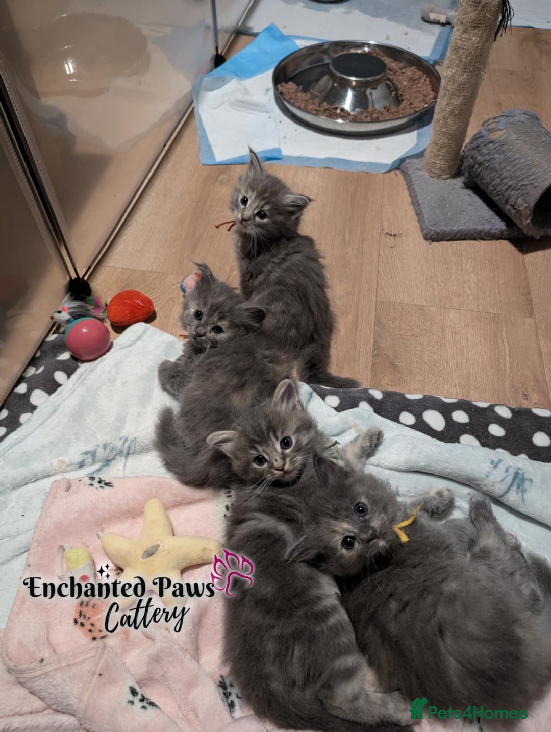 Ragcoon cats for sale: Stunning Ragcoon kittens! - Image 1