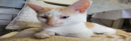 Mixed Breed cats for sale:  **  an kitten looking for a Loving Home  in Bradford - Advert 3
