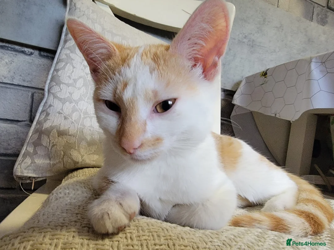 Mixed Breed cats for sale:  **  an kitten looking for a Loving Home  in Bradford - Advert 3