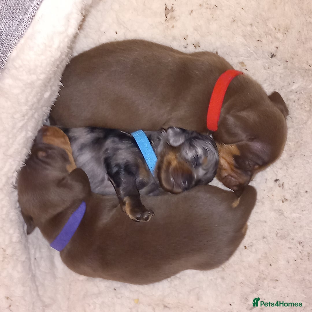 Miniature Dachshund dogs for sale: Miniature dachshund  - Image 2
