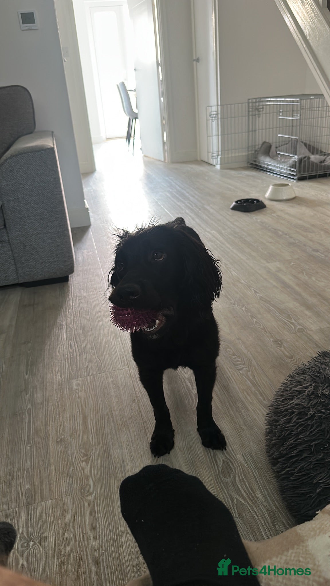 Cocker Spaniel dogs Buster - Advert 12