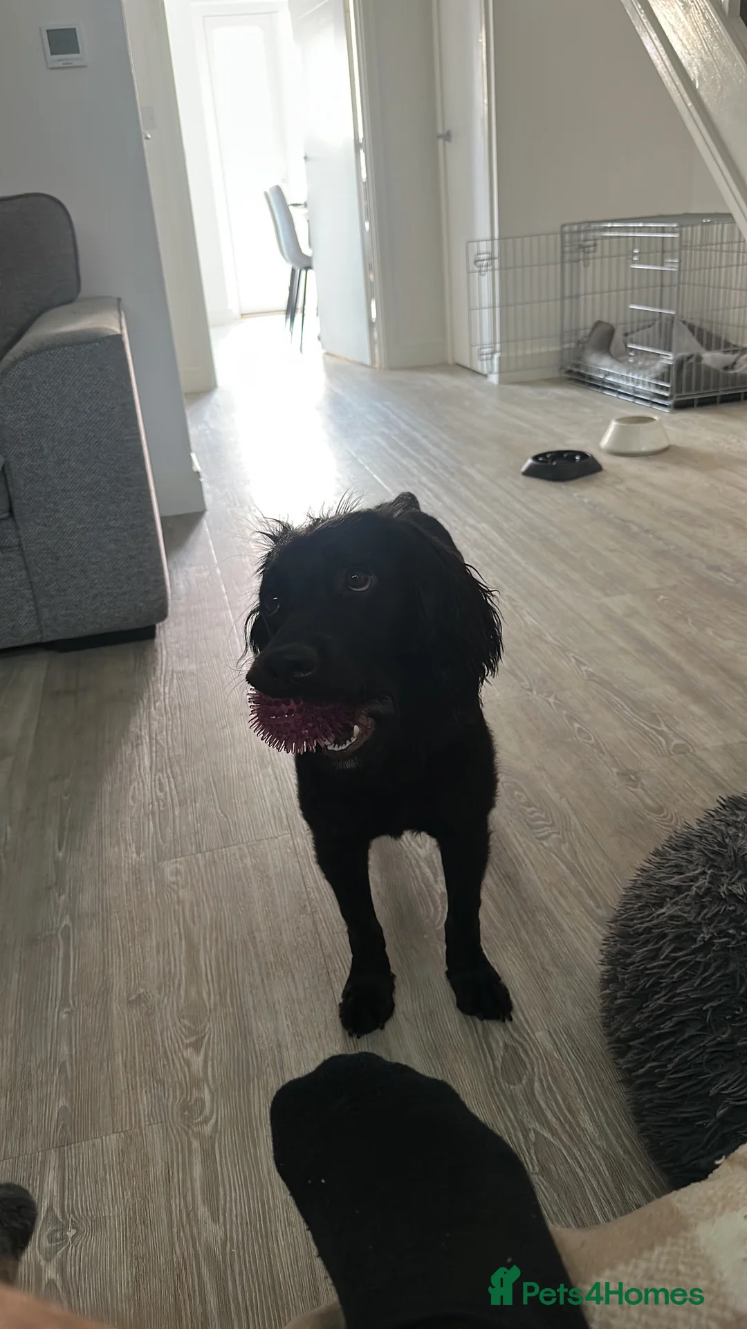 Cocker Spaniel dogs for sale: Buster in Sudbury - Advert 1
