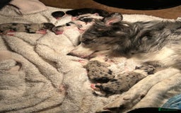 Border Collie dogs for sale: Merle Collie pups - Advert 6