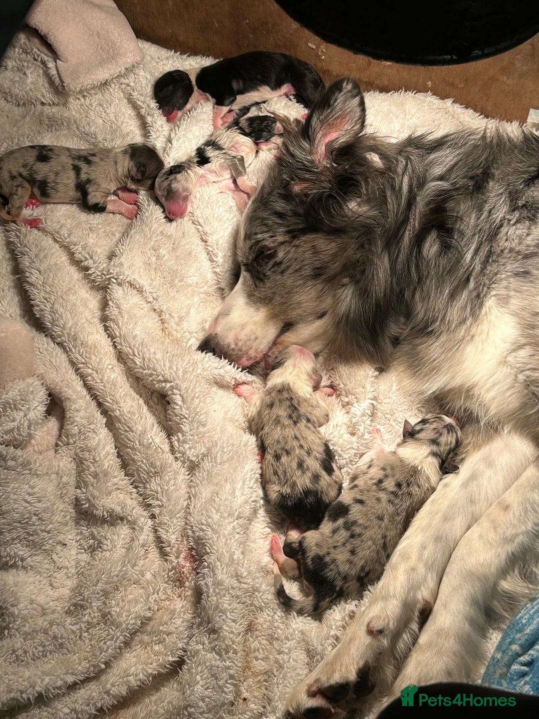 Border Collie dogs for sale: Merle Collie pups - Advert 6