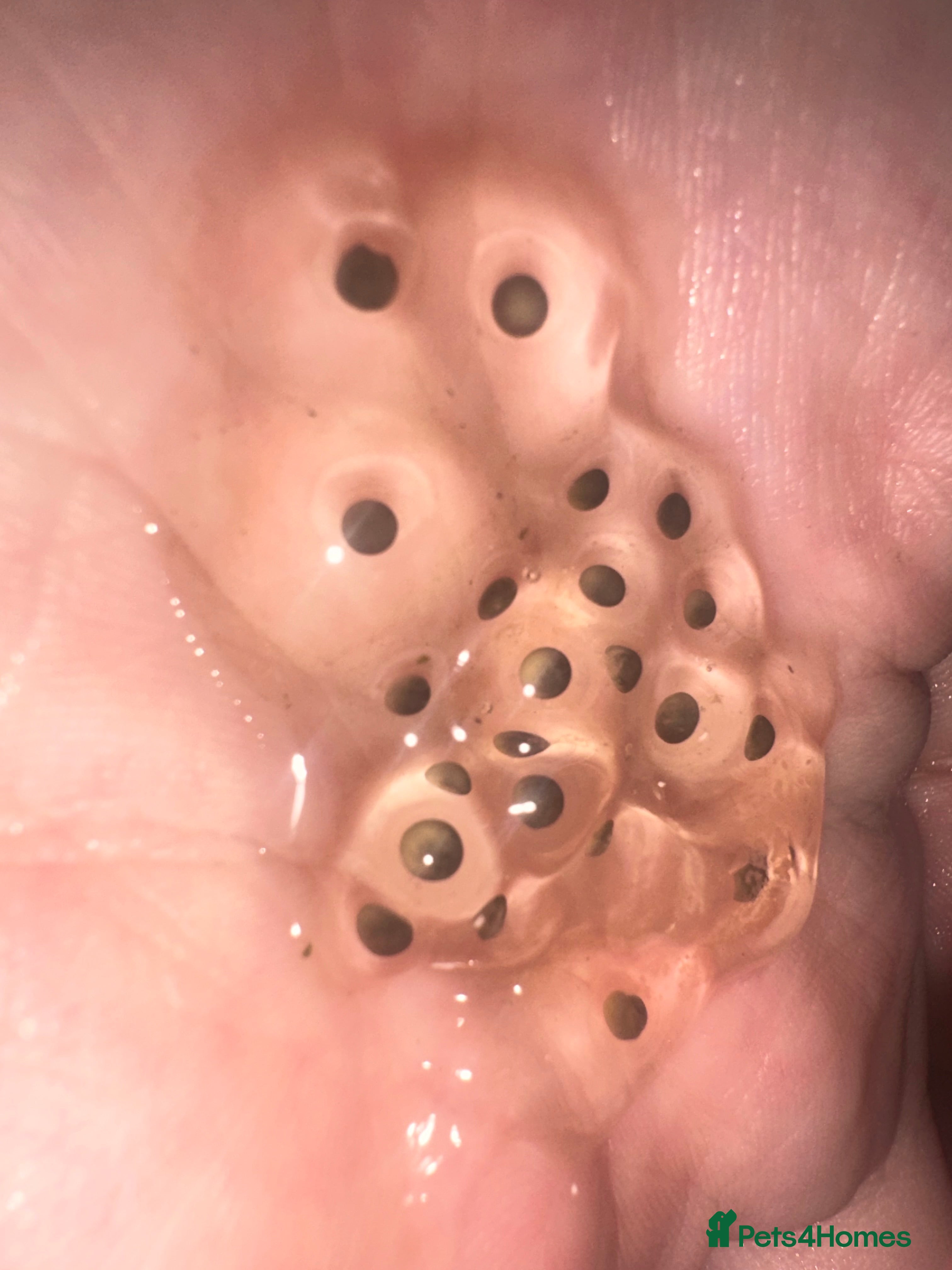 Axolotl reptiles 10 x Axolotl eggs  - Advert 1