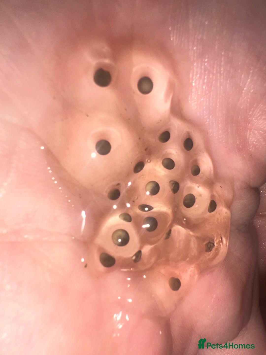 Axolotl reptiles for sale: 10 x Axolotl eggs  - Advert 1