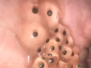 Axolotl reptiles 10 x Axolotl eggs - Advert 12