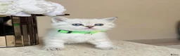 British Shorthair cats for sale: Lovely blue eye British shorthair kitten - Advert 2
