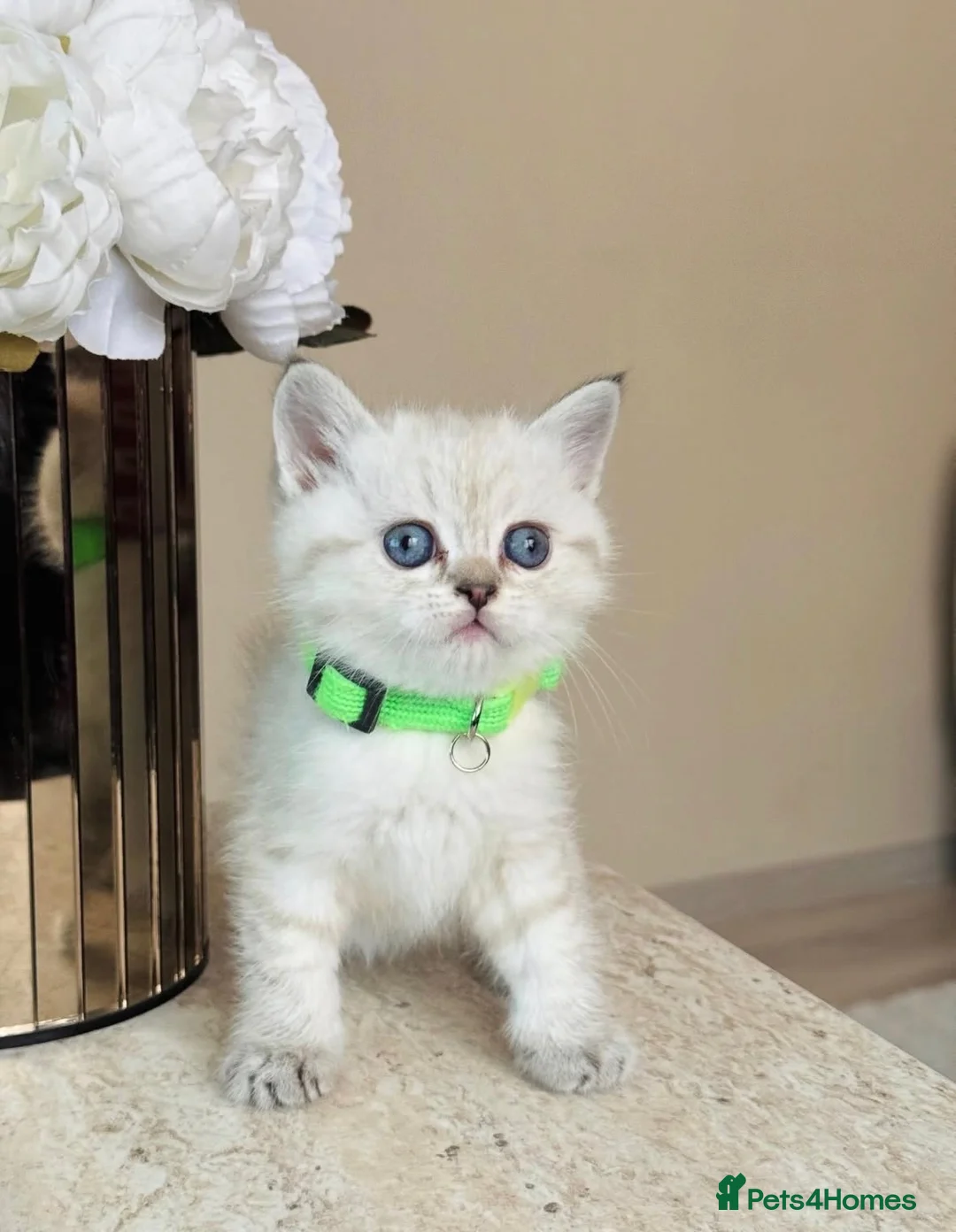 British Shorthair cats for sale: Lovely blue eye British shorthair kitten - Advert 2