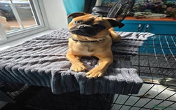 Jug dogs for sale: Pug*Jack Russell  - Image 1