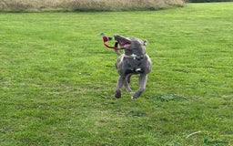 Mixed Breed dogs for sale: Handsome grey Lurcher 9 month old   - Image 12