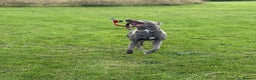 Mixed Breed dogs for sale: Handsome grey Lurcher 9 month old   - Advert 12