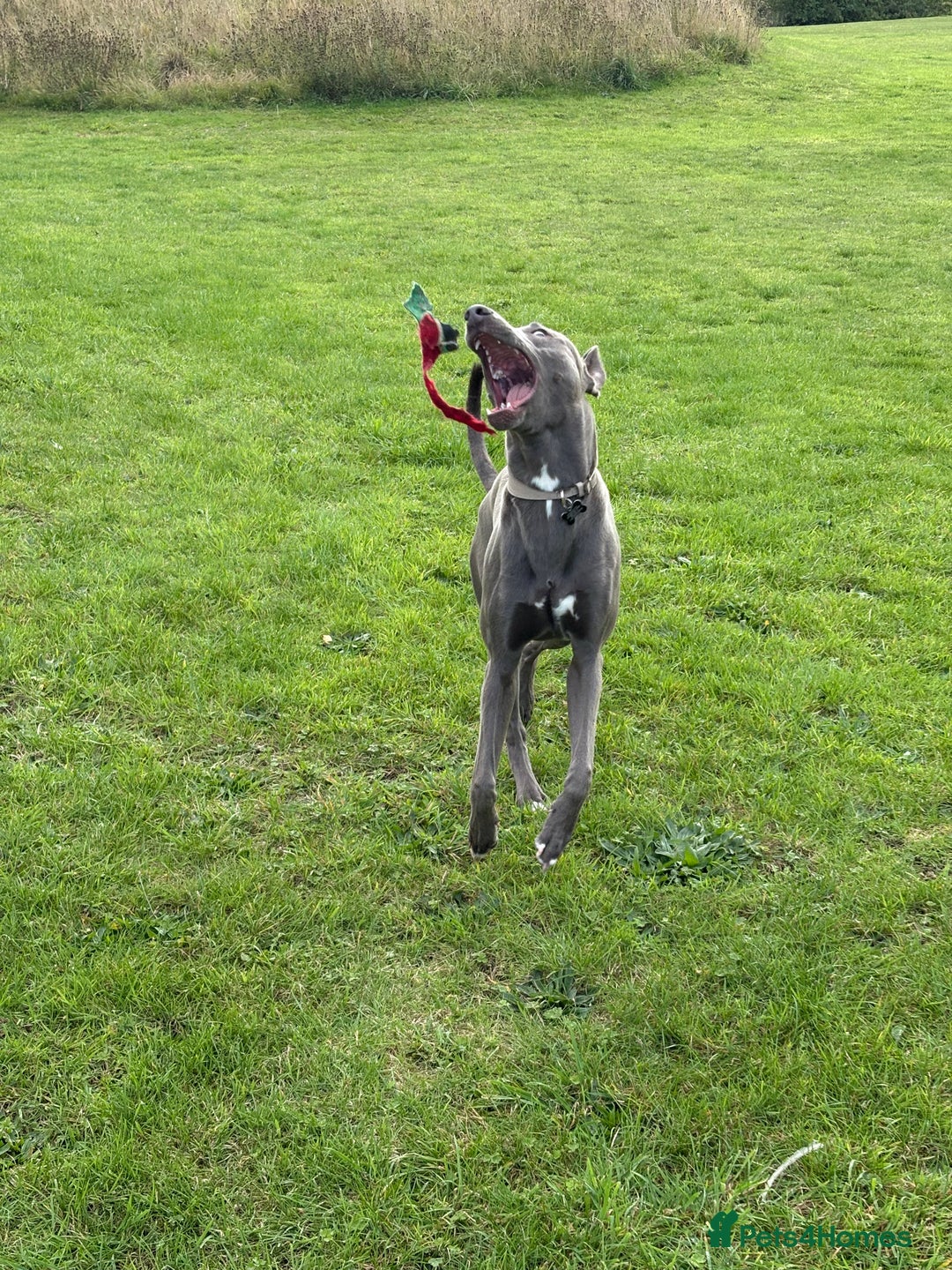 Mixed Breed dogs for sale: Handsome grey Lurcher 9 month old   - Image 12