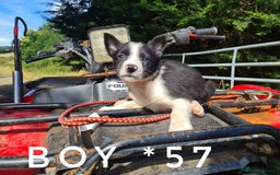 Border Collie dogs for sale: Fabulous Border Collie pups black, white, red. - Image 5