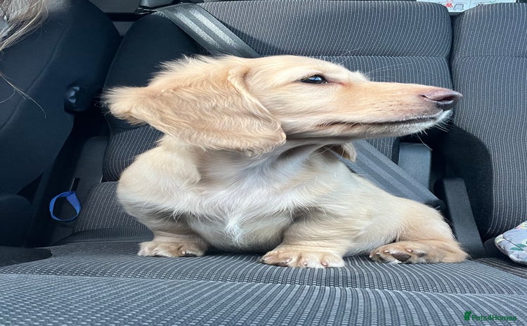 Miniature Dachshund dogs - Advert 7