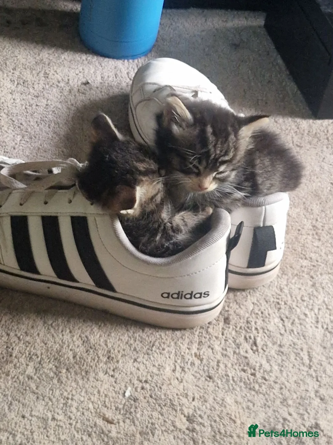 Mixed Breed cats for sale: 2 beautiful fluffy bengal cross kittens - Advert 7