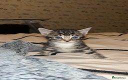 Bengal cats for sale: Beautiful kitttens - Image 2