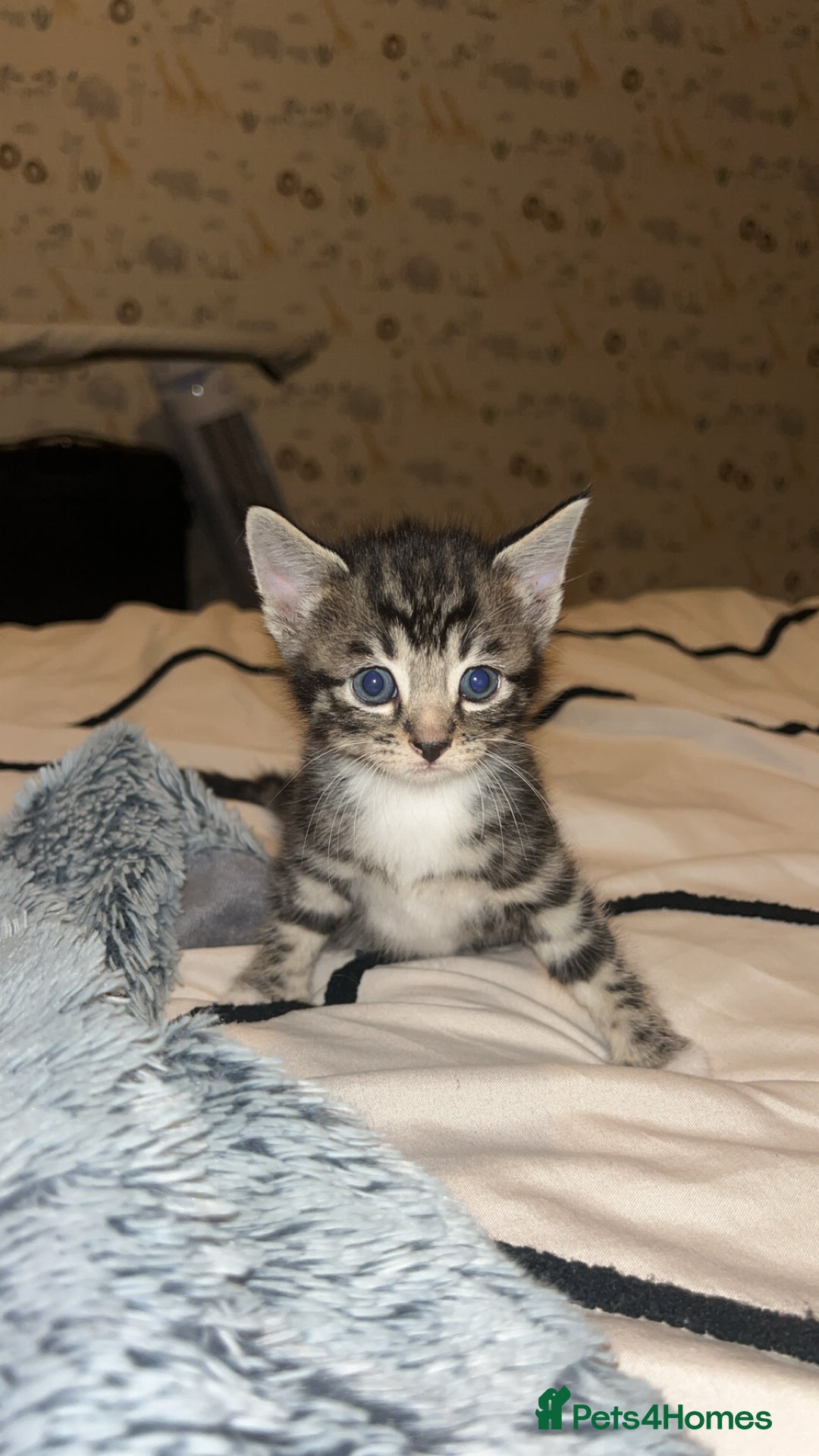 Bengal cats for sale: Beautiful kitttens - Image 2