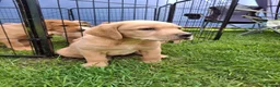 Labrador Retriever dogs for sale: READY TO GO. 2 AVAILABLE. Labrador Pups. KCreg. - Advert 35