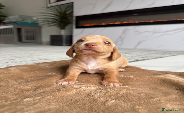 Miniature Dachshund dogs - Advert 7