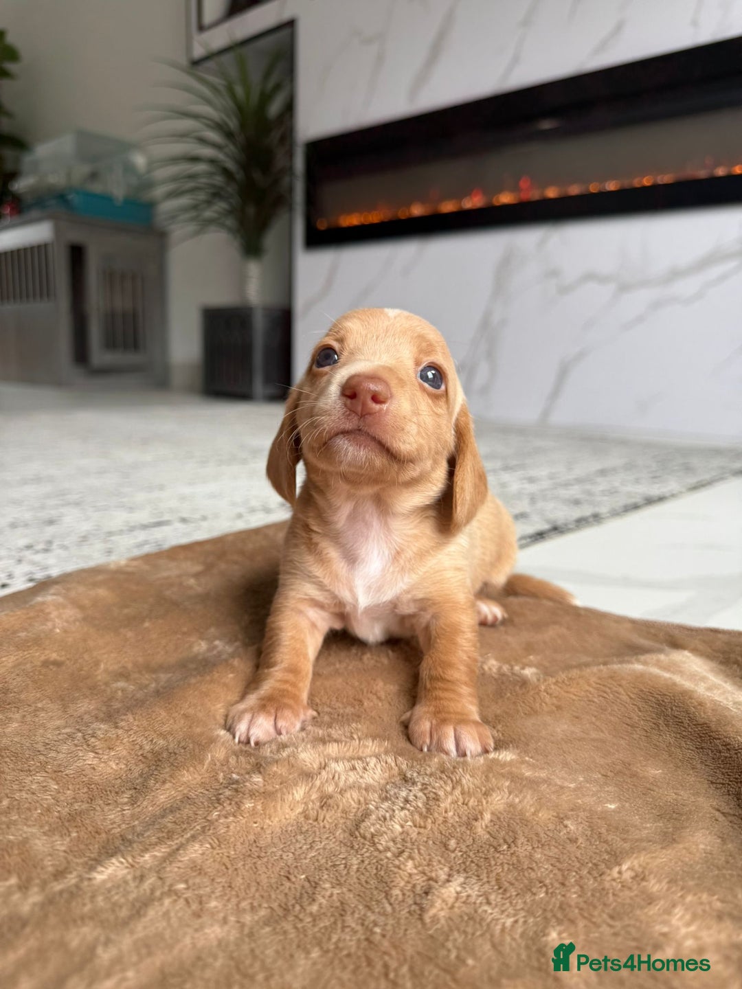 Miniature Dachshund dogs for sale: Miniature daschunds - Image 1