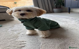 Maltipoo dogs for sale: Daisy F1 Maltipoo - Advert 3