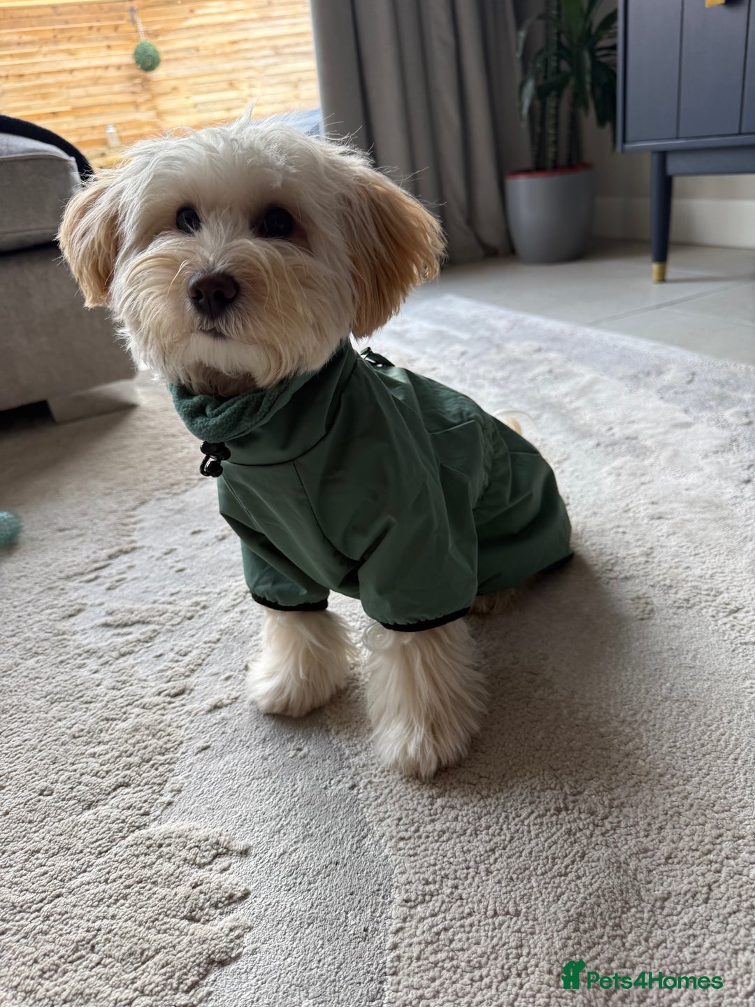 Maltipoo dogs for sale: Daisy F1 Maltipoo - Advert 3