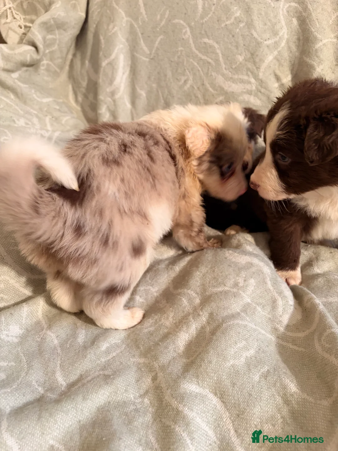 Border Collie dogs for sale: HEALTH TESTED CLEAR PARENTS BORDER COLLIE PUPS - Advert 16