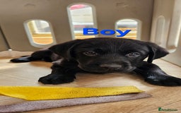 Labrador Retriever dogs for sale: 7 STUNNING BLACK LABRADOR PUPPIES - Image 4