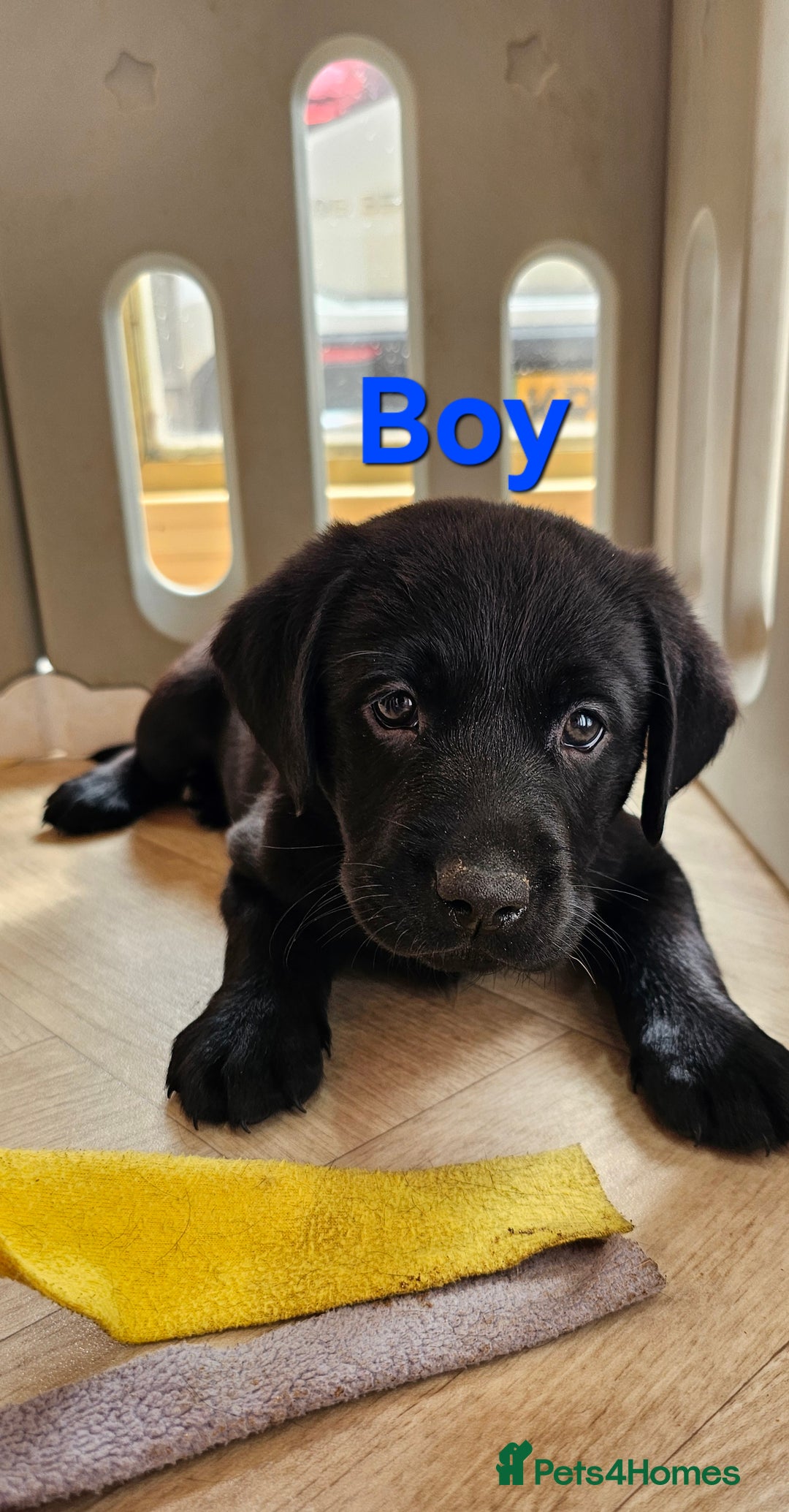 Labrador Retriever dogs for sale: 7 STUNNING BLACK LABRADOR PUPPIES - Image 4