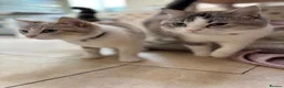Mixed Breed cats for sale: 🐾 GORGEOUS BSH × LYNX POINT MIX - Advert 7