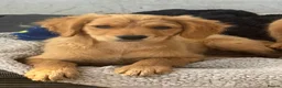 Golden Retriever dogs for sale: KC Healthy Golden Retriever Puppies - Advert 17