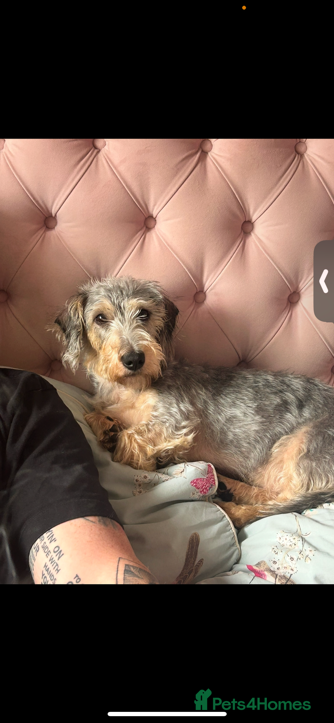 Mixed Breed dogs for sale: Nellie  - Image 8